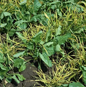 Selective: Sugar Beet crop with cereals used as windbreak