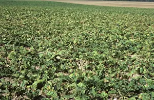 Beet: Sugar Beet crop damaged by boron deficiency