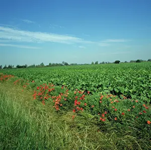 Beet: Sugar Beet field with Corn Poppies