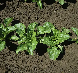 Beet: Sugar Beet plants (Beta vulgaris)