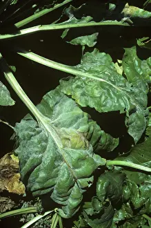 Beet: Sugar beet powdery mildew infection