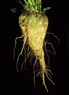 Beet: Sugar beet root
