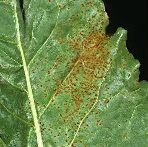 Beet: Sugar Beet Rust (Uromyces betae)