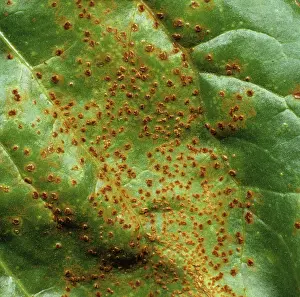 Beet: Sugar Beet Rust (Uromyces betae)