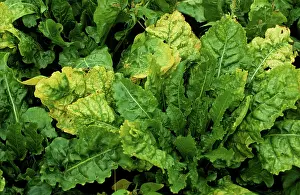 Beet: Sugar beet virus