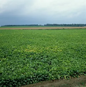Beet: Sugar Beet Virus Yellows in Beet crop