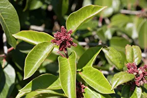 Rhus: Sugar Bush / Sugar Sumac - in dry chaparral