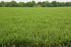 Canes: Sugar Cane