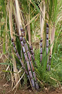 Saccharum: Sugar Cane