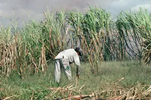 Saccharum: Sugar cane