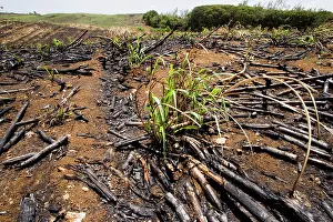 Saccharum: Sugar cane