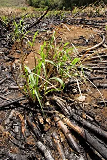 Saccharum: Sugar cane