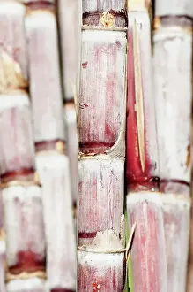 Saccharum: Sugar cane