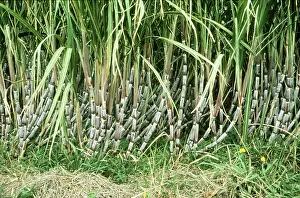 Sugarcane: Sugar Cane