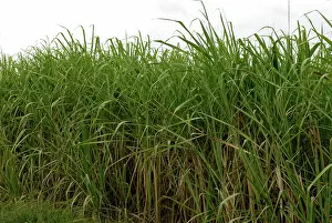 Fuel: Sugar Cane
