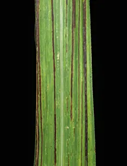 Streak: Sugar cane bacterial blight