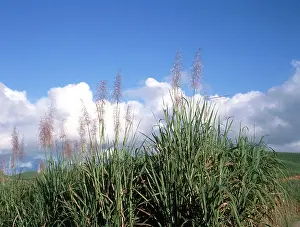 Saccharum: Sugar Cane in Brazil