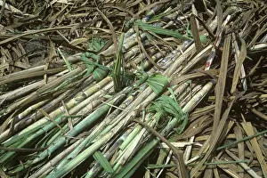 Canes: Sugar cane cut in bundles