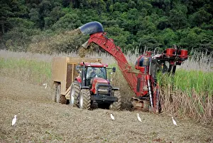 Saccharum: Sugar Cane harvesting. with egrets in attendance