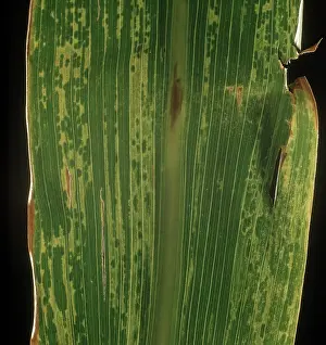 Mosaic: Sugar cane mosaic virus