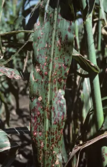 Vulgare: Sugar Cane Mosaic Virus on Sorghum leaves