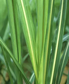 Chlorosis: Sugar Cane Mosaic Virus on Sugar Cane leaves