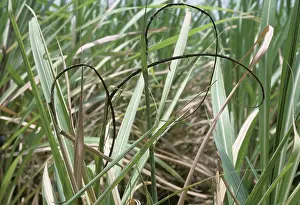 Sugarcane: Sugar Cane Smut (Ustilago scitiminea)