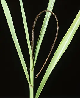 Sugarcane: Sugar Cane Smut (Ustilago scitiminea) whip