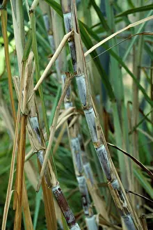 Canes: Sugar Cane - stalks