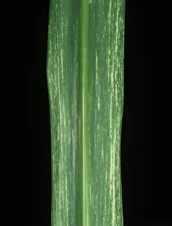 Chlorosis: Sugar cane streak virus