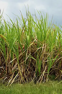 Sugarcane: Sugar cane, Trois-Ilets, Plantation Vatable, Martinique