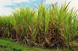 Sugarcane: Sugar cane, Trois-Ilets, Plantation Vatable, Martinique