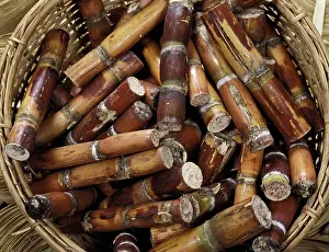 Canes: Sugar Canes - Exotics products for floral compositions