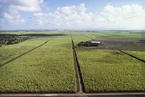 Sugarcane: Sugar Fields, Dominican Republic