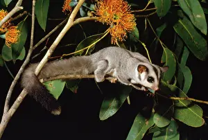 Petaurus: SUGAR GLIDER