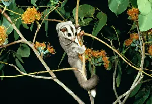 Petaurus: SUGAR GLIDER - climbing