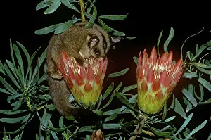 Petaurus: Sugar Glider - drinking nectar from plant