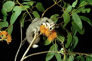 Petaurus: Sugar Glider - feeding on flower