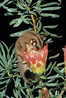 Petaurus: Sugar Glider - feeding on flower