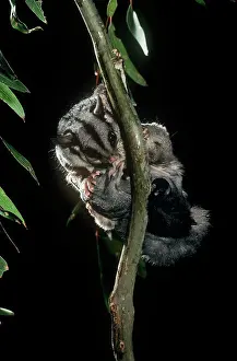 Petaurus: Sugar Glider - female preening twin young