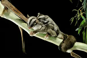 Petaurus: Sugar Glider - Female with young on back