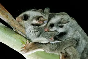 Petaurus: Sugar Glider - Female with young on back
