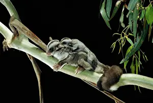 Petaurus: Sugar Glider - Female and young in tree