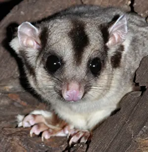 Petaurus: Sugar Glider / Flying Phalanger