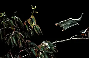 Petaurus: Sugar glider - gliding