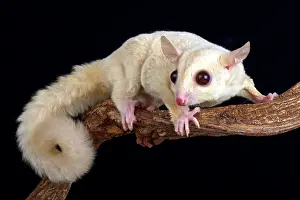 Petaurus: Sugar glider (Petaurus breviceps)