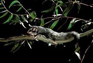 Petaurus: Sugar glider (Petaurus breviceps) making its way