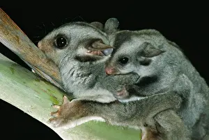 Petaurus: Sugar glider (petaurus breviceps) with young on
