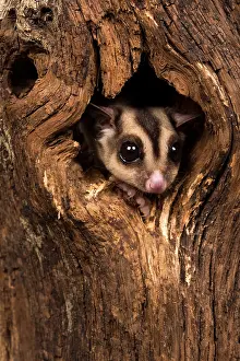 Petaurus: Sugar Glider in tree hole
