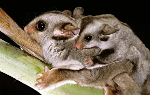 Petaurus: Sugar Glider - With young on back